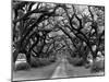 Path In The Oaks #2, Louisiana-Monte Nagler-Mounted Photographic Print