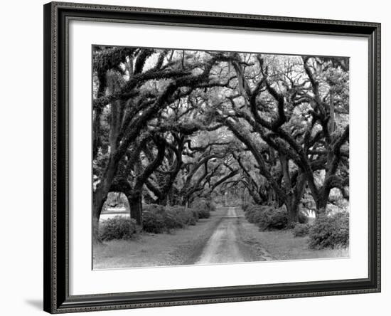 Path In The Oaks #2, Louisiana-Monte Nagler-Framed Photographic Print