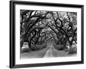 Path In The Oaks #2, Louisiana-Monte Nagler-Framed Photographic Print