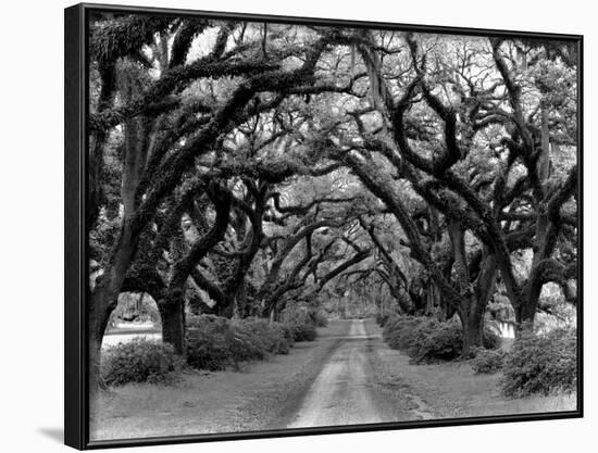 Path In The Oaks #2, Louisiana-Monte Nagler-Framed Photographic Print