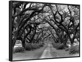 Path In The Oaks #2, Louisiana-Monte Nagler-Framed Photographic Print