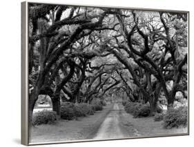 Path In The Oaks #2, Louisiana-Monte Nagler-Framed Photographic Print