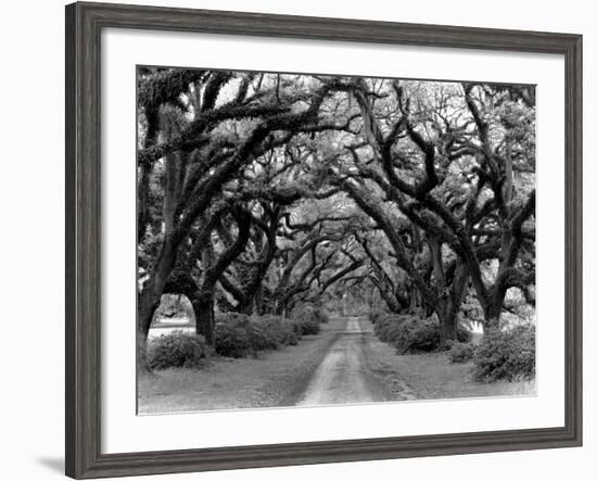 Path In The Oaks #2, Louisiana-Monte Nagler-Framed Photographic Print