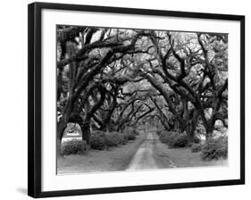 Path In The Oaks #2, Louisiana-Monte Nagler-Framed Photographic Print