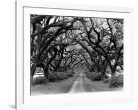 Path In The Oaks #2, Louisiana-Monte Nagler-Framed Photographic Print