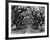 Path In The Oaks #2, Louisiana-Monte Nagler-Framed Photographic Print