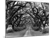 Path In The Oaks #2, Louisiana-Monte Nagler-Mounted Photographic Print