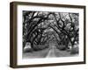 Path In The Oaks #2, Louisiana-Monte Nagler-Framed Photographic Print