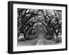 Path In The Oaks #2, Louisiana-Monte Nagler-Framed Photographic Print