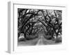 Path In The Oaks #2, Louisiana-Monte Nagler-Framed Photographic Print