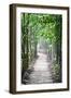 Path in the Woods-George Oze-Framed Photographic Print