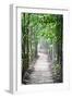 Path in the Woods-George Oze-Framed Photographic Print