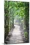 Path in the Woods-George Oze-Mounted Photographic Print