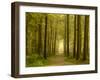 Path Leading Through Forest, the National Forest, Midlands, UK, Spring 2011-Ben Hall-Framed Photographic Print