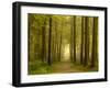 Path Leading Through Forest, the National Forest, Midlands, UK, Spring 2011-Ben Hall-Framed Photographic Print