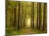 Path Leading Through Forest, the National Forest, Midlands, UK, Spring 2011-Ben Hall-Mounted Photographic Print