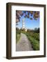 Path Leading Through Vineyards to a Church-Markus Lange-Framed Photographic Print