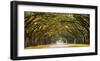Path lined with oak trees-null-Framed Giclee Print