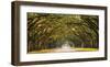 Path lined with oak trees-null-Framed Giclee Print