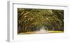 Path lined with oak trees-null-Framed Giclee Print