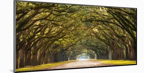 Path lined with oak trees-null-Mounted Giclee Print