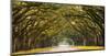 Path lined with oak trees-null-Mounted Giclee Print