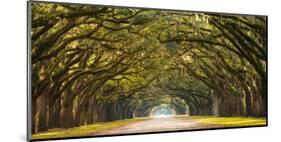 Path lined with oak trees-null-Mounted Giclee Print