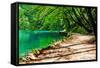 Path near A Forest Lake in Plitvice Lakes National Park, Croatia-Lamarinx-Framed Stretched Canvas