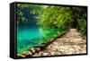 Path near A Forest Lake with Fish in Plitvice Lakes National Park, Croatia-Lamarinx-Framed Stretched Canvas