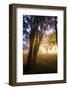 Path of Light and Presidio Trees, San Francisco Coast-Vincent James-Framed Photographic Print