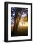 Path of Light and Presidio Trees, San Francisco Coast-Vincent James-Framed Photographic Print