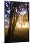 Path of Light and Presidio Trees, San Francisco Coast-Vincent James-Mounted Photographic Print