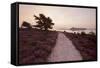 Path Running Through Common Heather, with Brownsea Island, Arne Rspb, Dorset, England, UK-Ross Hoddinott-Framed Stretched Canvas