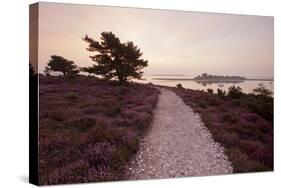 Path Running Through Common Heather, with Brownsea Island, Arne Rspb, Dorset, England, UK-Ross Hoddinott-Stretched Canvas