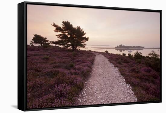 Path Running Through Common Heather, with Brownsea Island, Arne Rspb, Dorset, England, UK-Ross Hoddinott-Framed Stretched Canvas