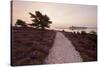 Path Running Through Common Heather, with Brownsea Island, Arne Rspb, Dorset, England, UK-Ross Hoddinott-Stretched Canvas