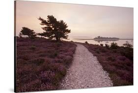 Path Running Through Common Heather, with Brownsea Island, Arne Rspb, Dorset, England, UK-Ross Hoddinott-Stretched Canvas