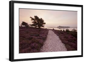 Path Running Through Common Heather, with Brownsea Island, Arne Rspb, Dorset, England, UK-Ross Hoddinott-Framed Photographic Print