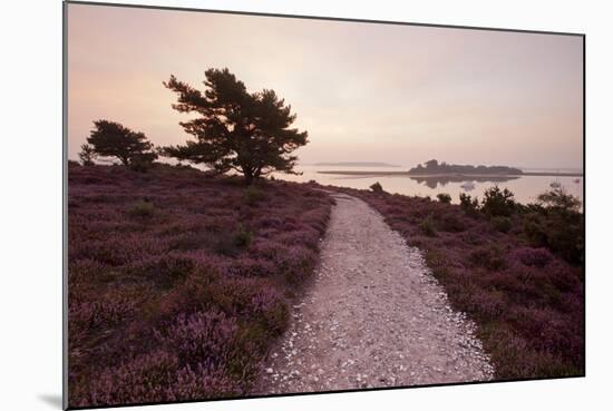 Path Running Through Common Heather, with Brownsea Island, Arne Rspb, Dorset, England, UK-Ross Hoddinott-Mounted Photographic Print