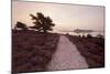 Path Running Through Common Heather, with Brownsea Island, Arne Rspb, Dorset, England, UK-Ross Hoddinott-Mounted Photographic Print