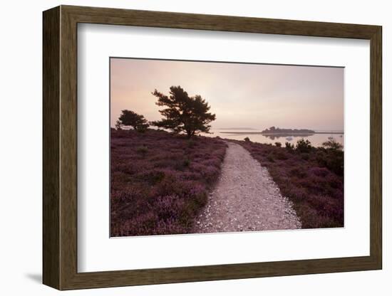 Path Running Through Common Heather, with Brownsea Island, Arne Rspb, Dorset, England, UK-Ross Hoddinott-Framed Photographic Print