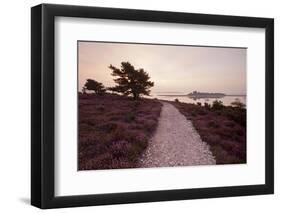 Path Running Through Common Heather, with Brownsea Island, Arne Rspb, Dorset, England, UK-Ross Hoddinott-Framed Photographic Print