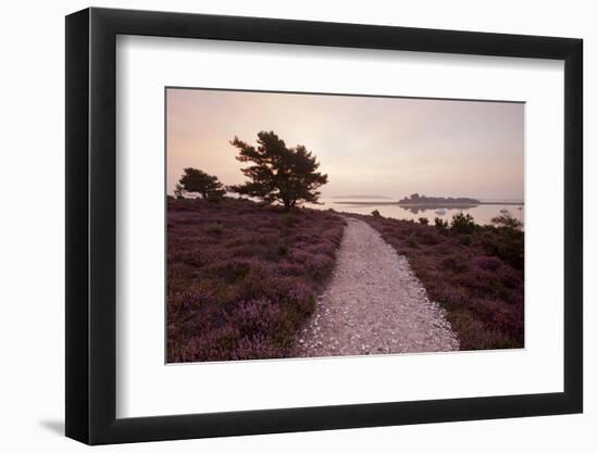 Path Running Through Common Heather, with Brownsea Island, Arne Rspb, Dorset, England, UK-Ross Hoddinott-Framed Photographic Print