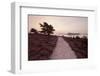 Path Running Through Common Heather, with Brownsea Island, Arne Rspb, Dorset, England, UK-Ross Hoddinott-Framed Photographic Print