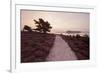 Path Running Through Common Heather, with Brownsea Island, Arne Rspb, Dorset, England, UK-Ross Hoddinott-Framed Photographic Print