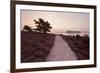 Path Running Through Common Heather, with Brownsea Island, Arne Rspb, Dorset, England, UK-Ross Hoddinott-Framed Photographic Print