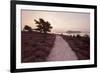 Path Running Through Common Heather, with Brownsea Island, Arne Rspb, Dorset, England, UK-Ross Hoddinott-Framed Photographic Print