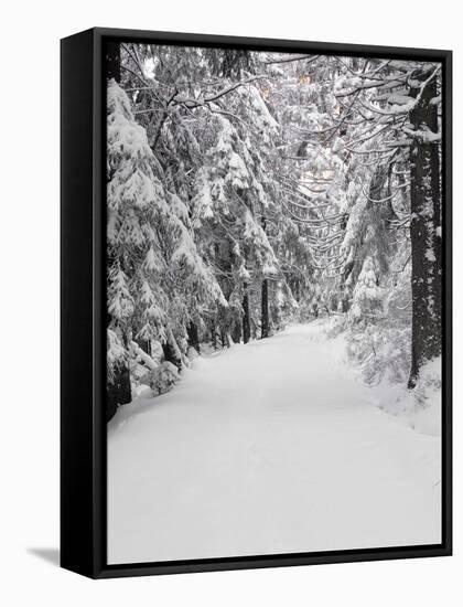 Path Through a Forest in Winter-Marcus Lange-Framed Stretched Canvas