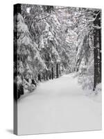 Path Through a Forest in Winter-Marcus Lange-Stretched Canvas