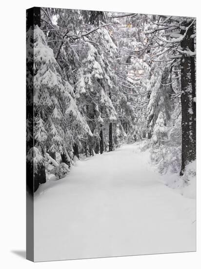 Path Through a Forest in Winter-Marcus Lange-Stretched Canvas